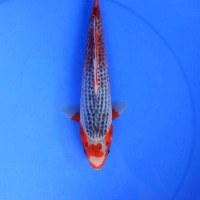 Asagi30cm