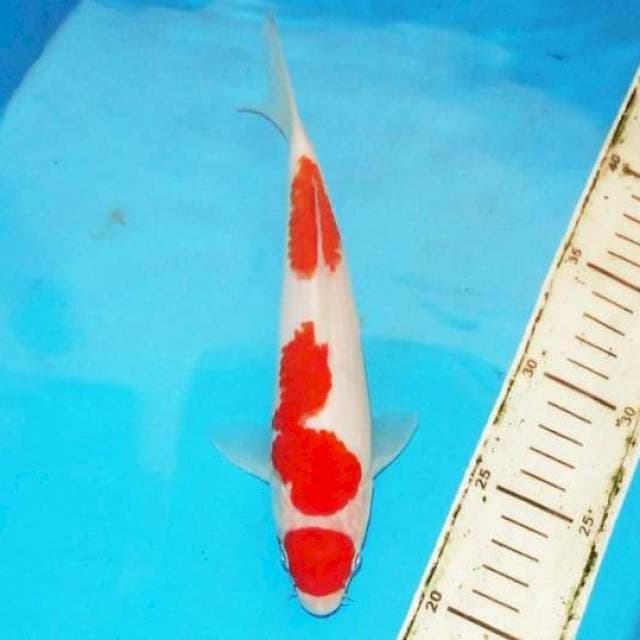 25cm KOHAKU