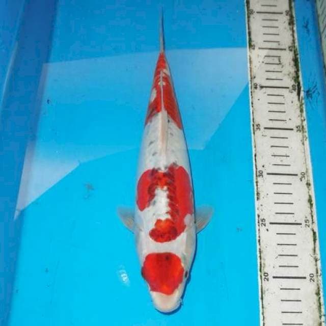 34cm AIGOROMO DOITSU