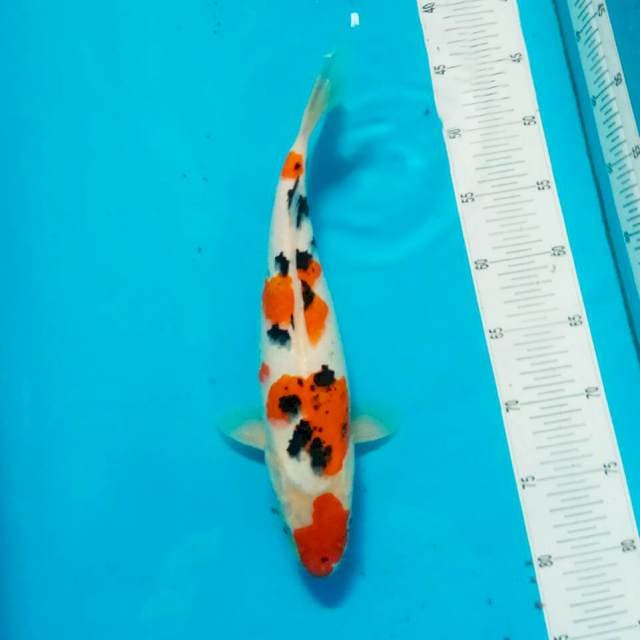 Sanke 35cm