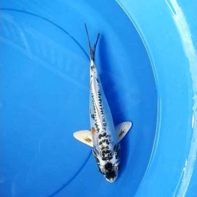 Kawarimono 29 cm