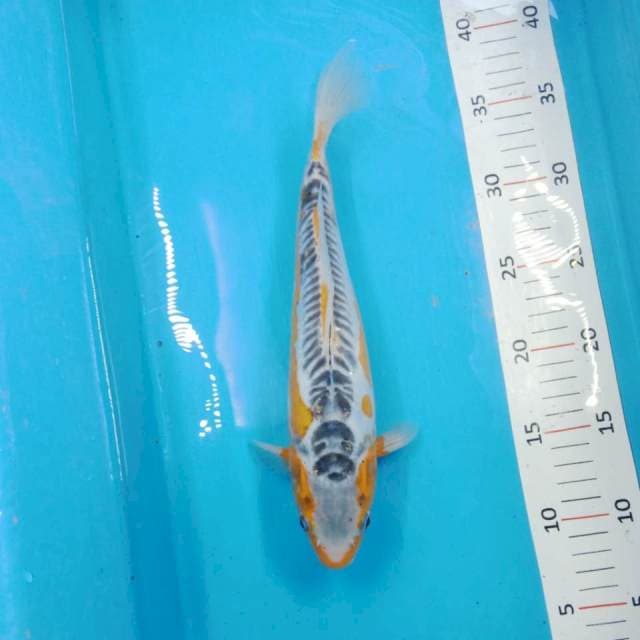 shusui 28 cm