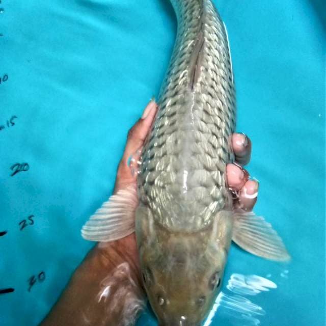 Soragoi ginrin 40cm
