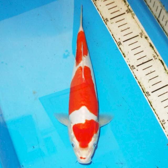 KOHAKU 3STEP