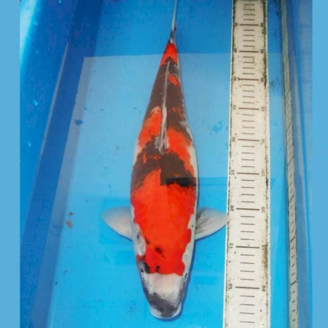 45CM BIG SHOWA HQ
