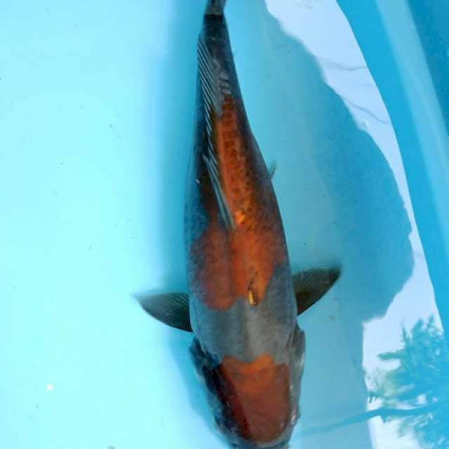 OCHIBA DOIT 37CM