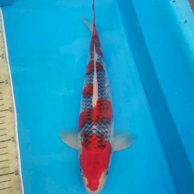 Super red goshiki mawar merah 33cm