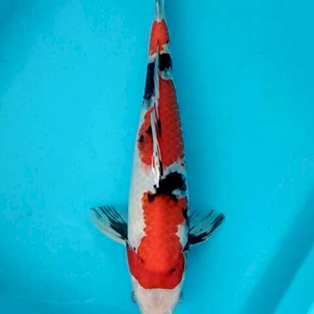 Showa tategoi 3 steps punuk 30cm