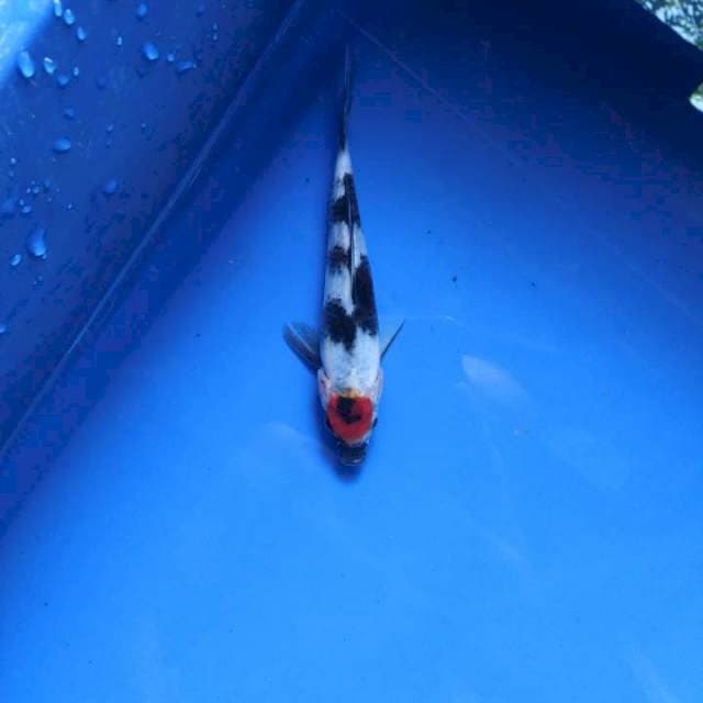 Tancho Showa 13cm