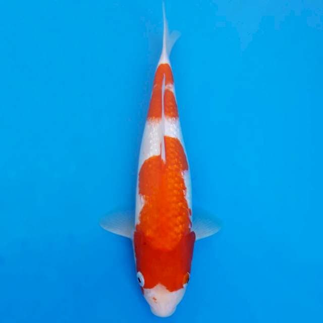 Ginrin kohaku 36cm