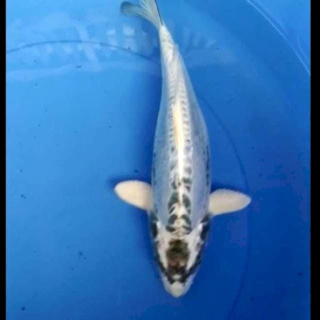 Kiko kyuryu