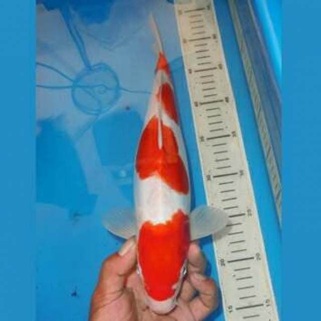 YONDAN KOHAKU