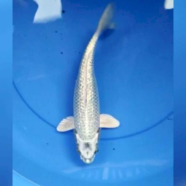 Mukashi ginrin