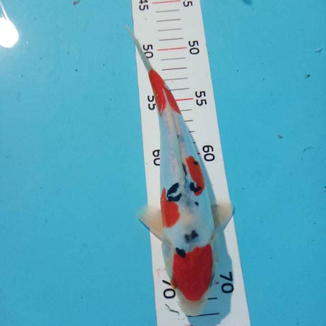 Sanke 22cm
