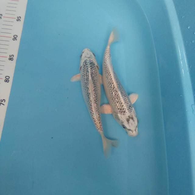 Duo ginrin*24,25cm