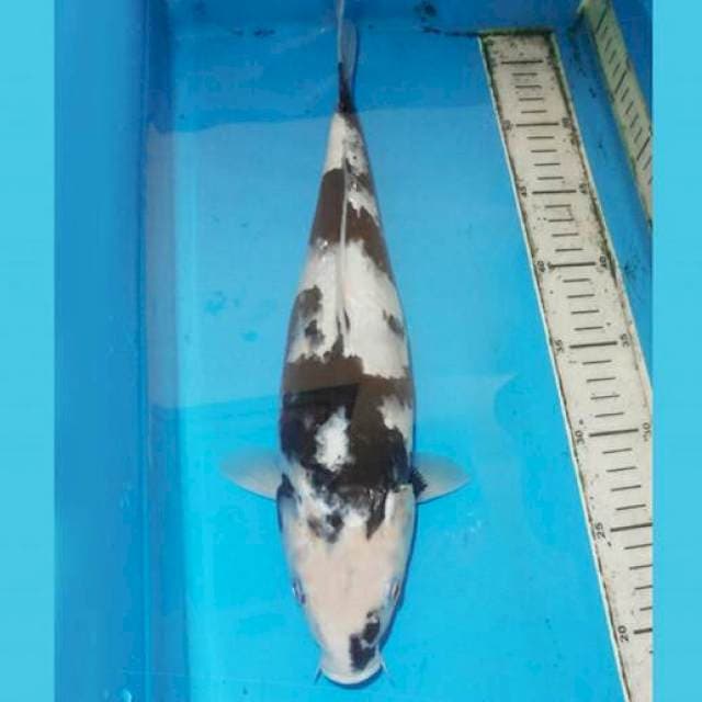 38cm SHIRO BAGUS