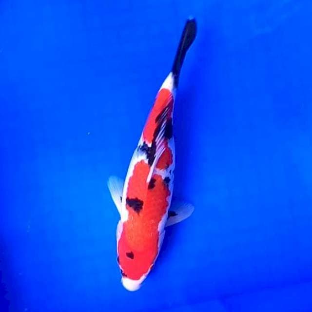 3. Showa Motogoro || 27 cm