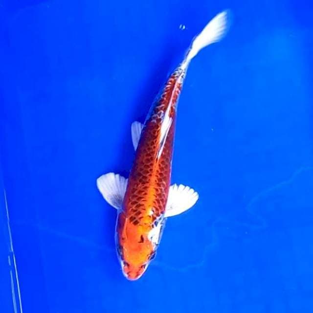9. Kujaku Mantap || 28 cm