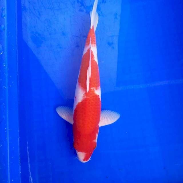 10. Big Kohaku || 35 cm