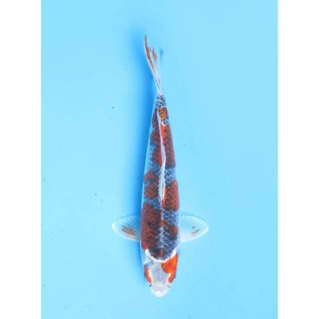 Ghoshiki Sakura Original - 28cm Male