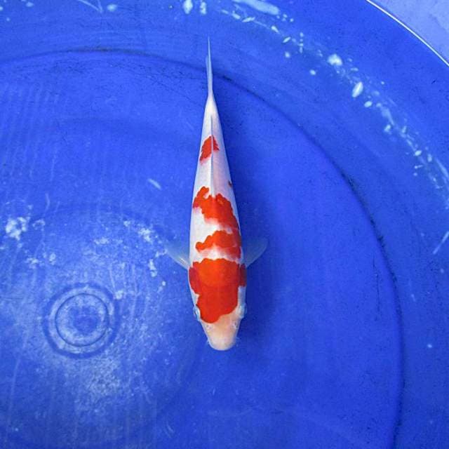 Kohaku ±23cm