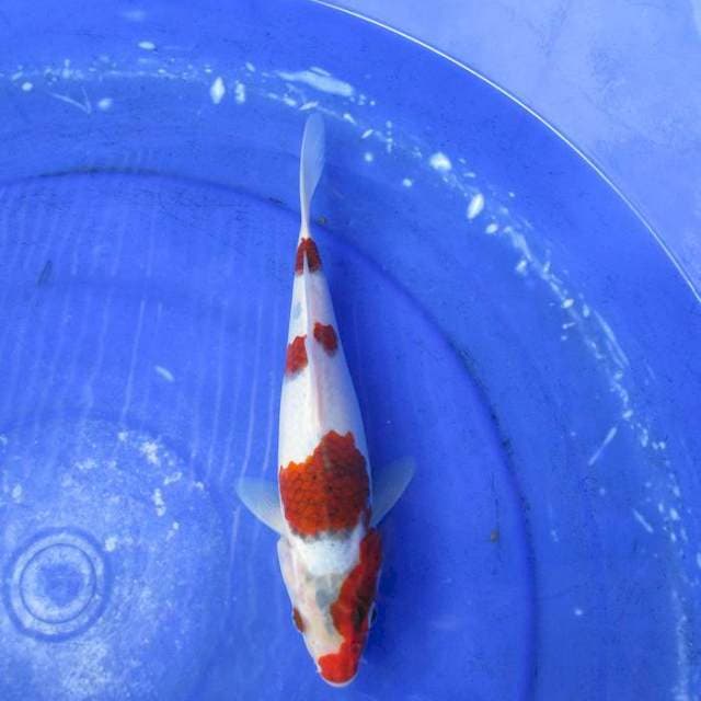 Koromo ±25cm