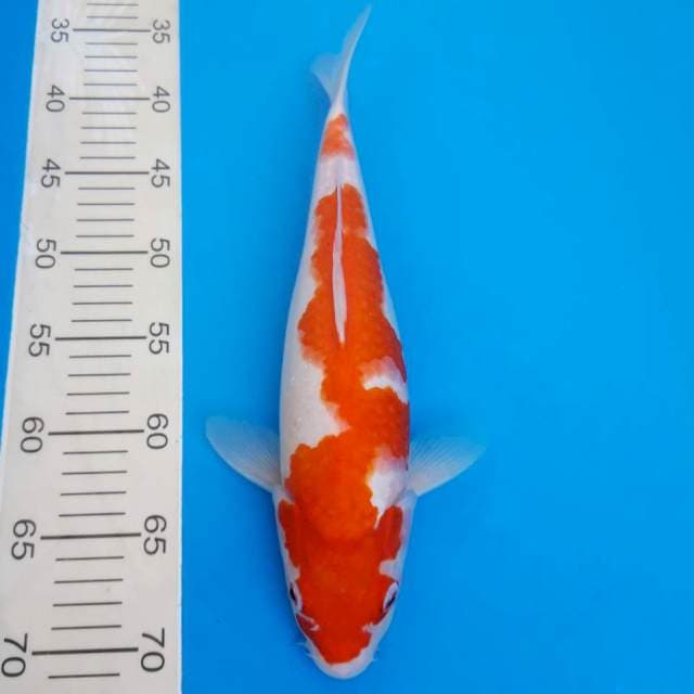 Kohaku 35cm