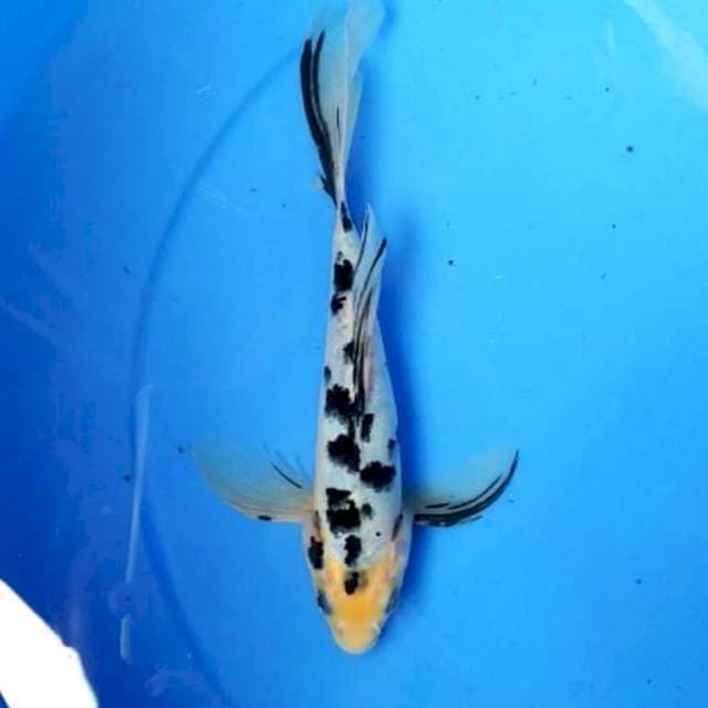 Kumpay beko 25 cm
