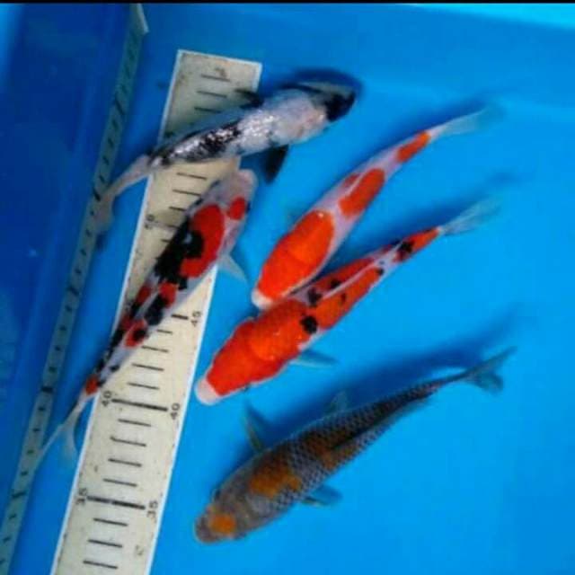 Mix