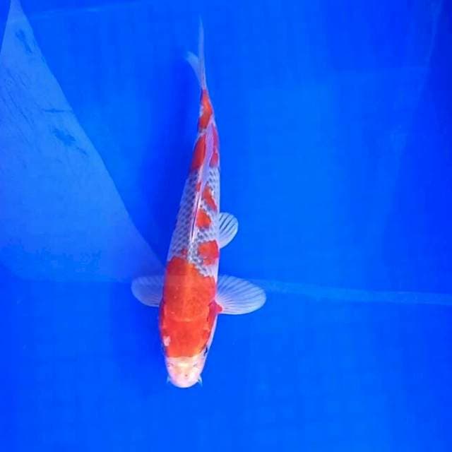 28cm. Goshiki Jantan