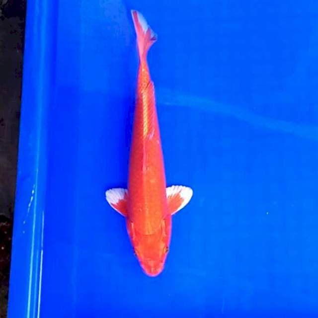 27cm. Orenji