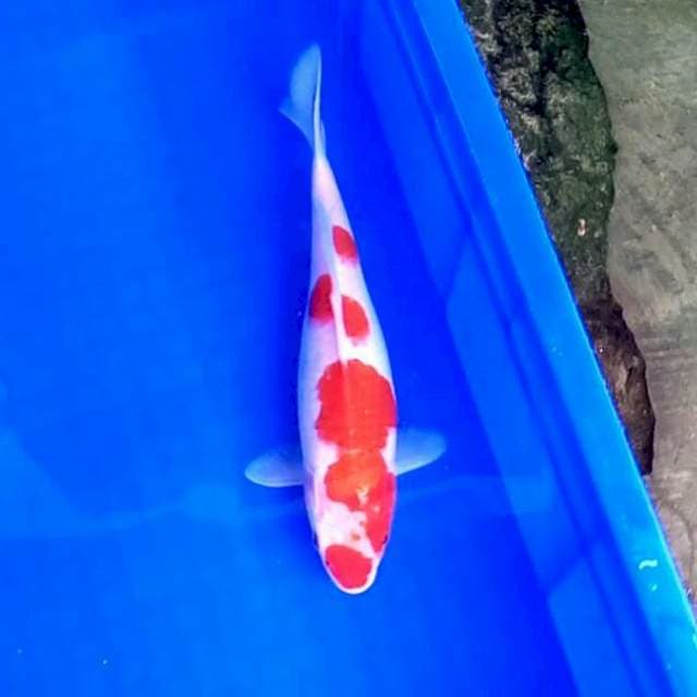 27cm. Kohaku