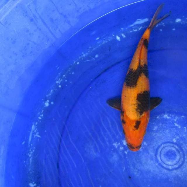 Hi ki utsuri ±30cm body besar