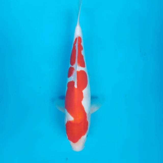 Kohaku doit 30cm