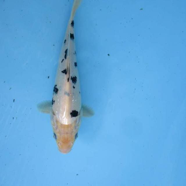 Bekko ±23cm good kwality
