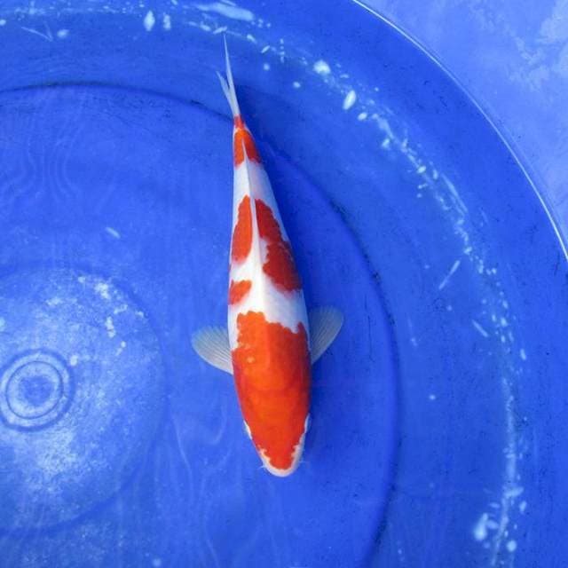 Kohaku 3step ±26cm