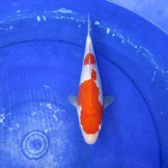 Kohaku ±23cm