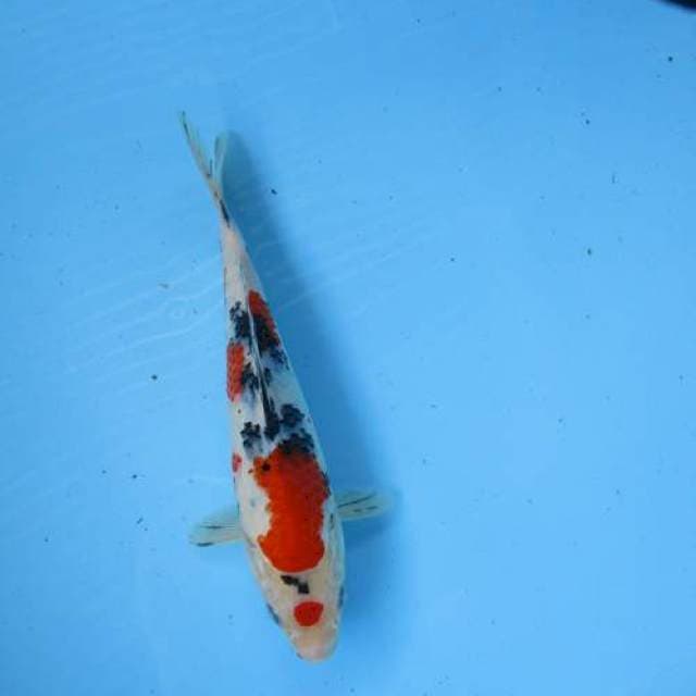 Sanke ±23cm