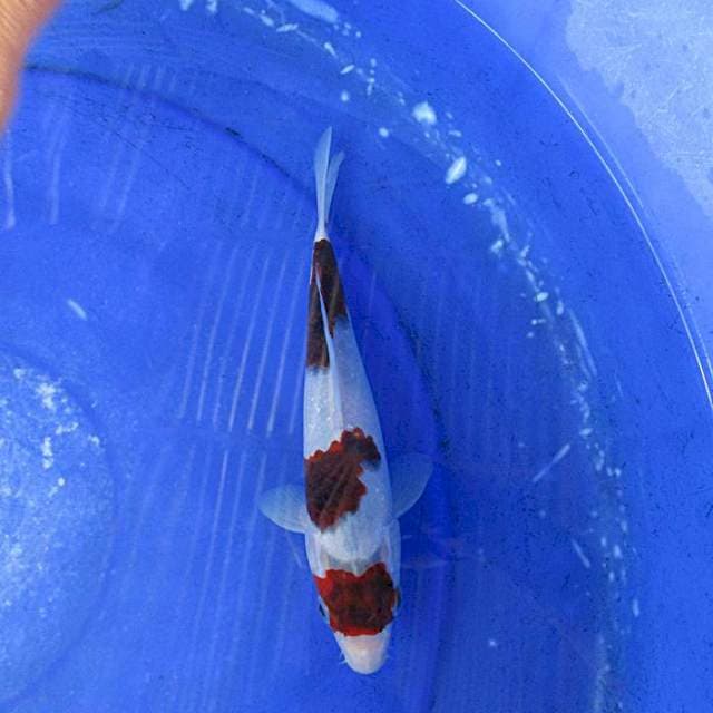 Budo goromo ±22cm