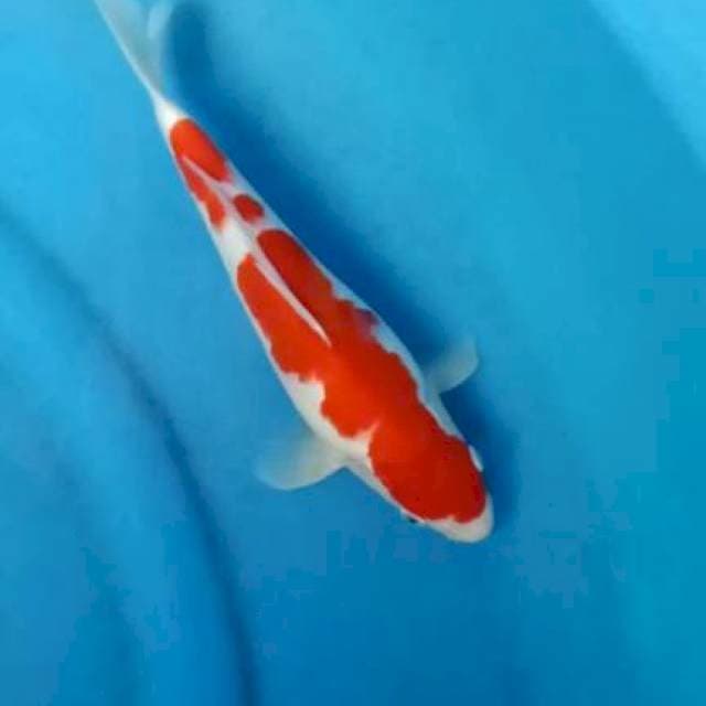 Kohaku strong 27 cm male