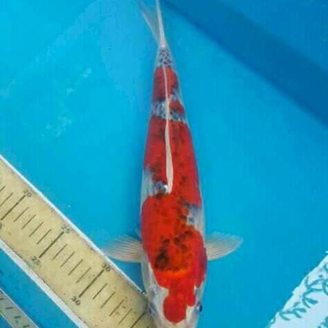 Red Ghosiki