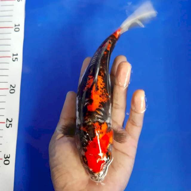 Kumonryu*23cm