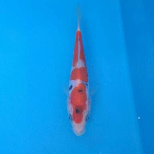 Sanke grade A tategoi doitsu 16 cm