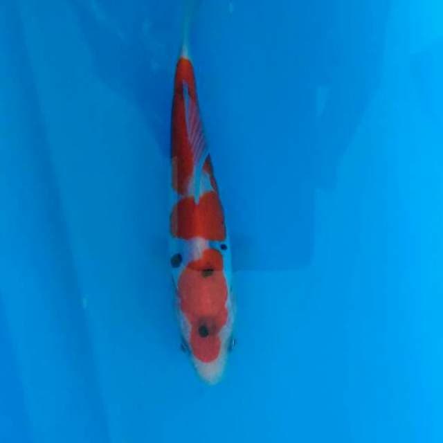 Sanke grade A tategoi doitsu 16 cm