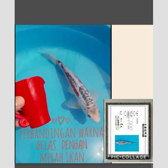shusui import merah darah serty kawakami