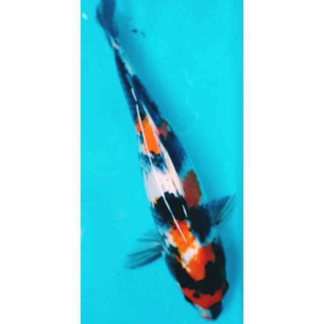 Showa 30cm. Original.