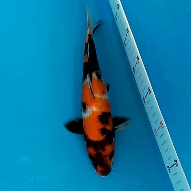 Showa 30 cm