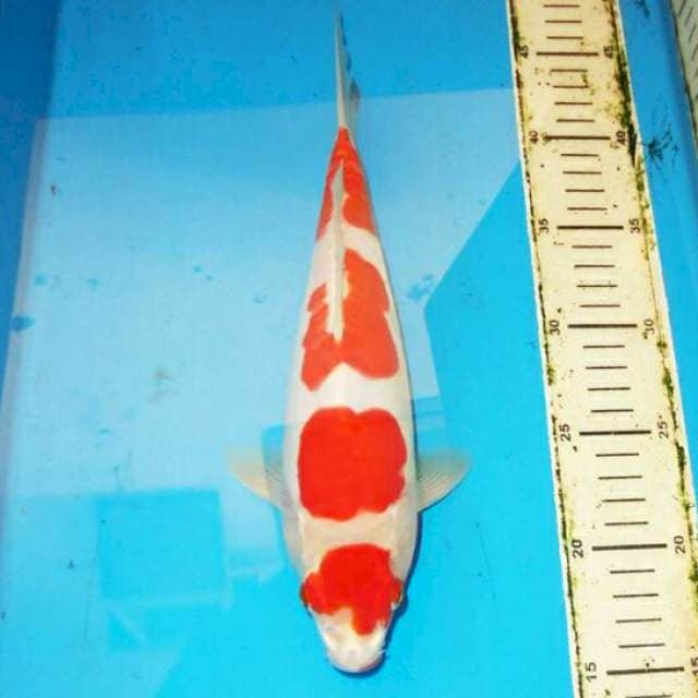 30cm KOHAKU