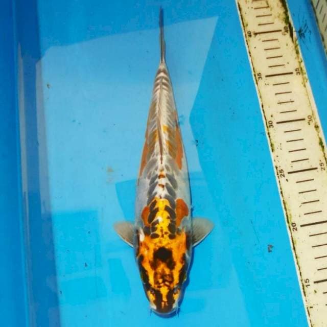 30cm KIKO