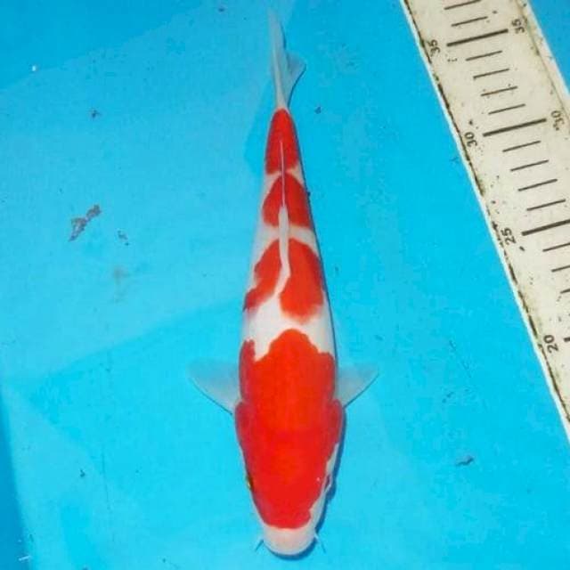 23 KOHAKU step four